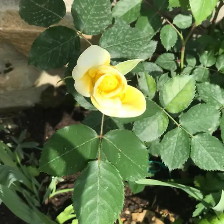 Gogo Moustache بيت ضيافة 3*