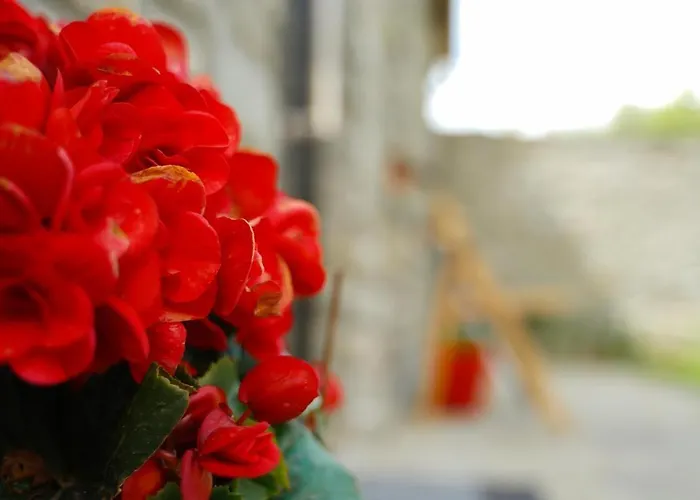 Gogo Moustache Përmet