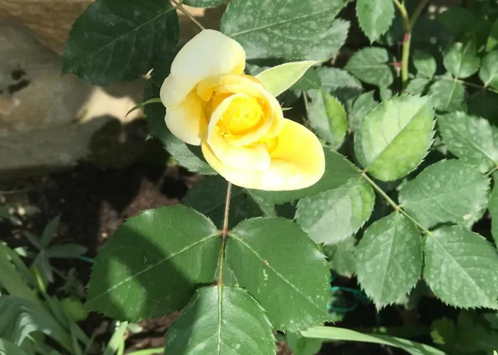 Gogo Moustache Pensjonat 3*